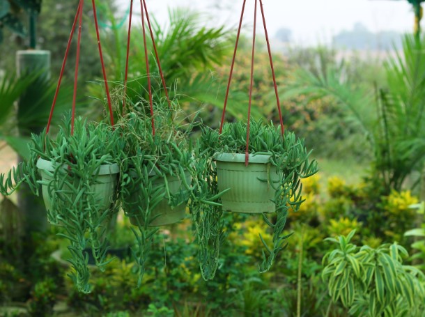 Недорогі горщики для квітів: огляд матеріалів і де їх знайти