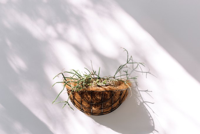 де купити дешеві горщики для квітів де купити дешеві горщики для квітів