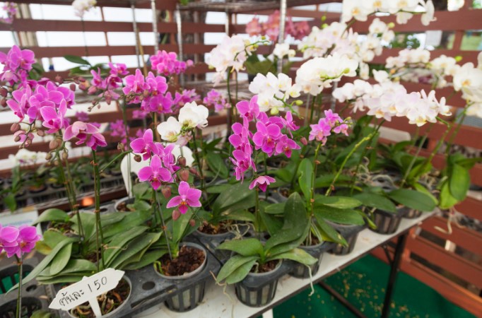 недорогі кашпо для квітів недорогі кашпо для квітів